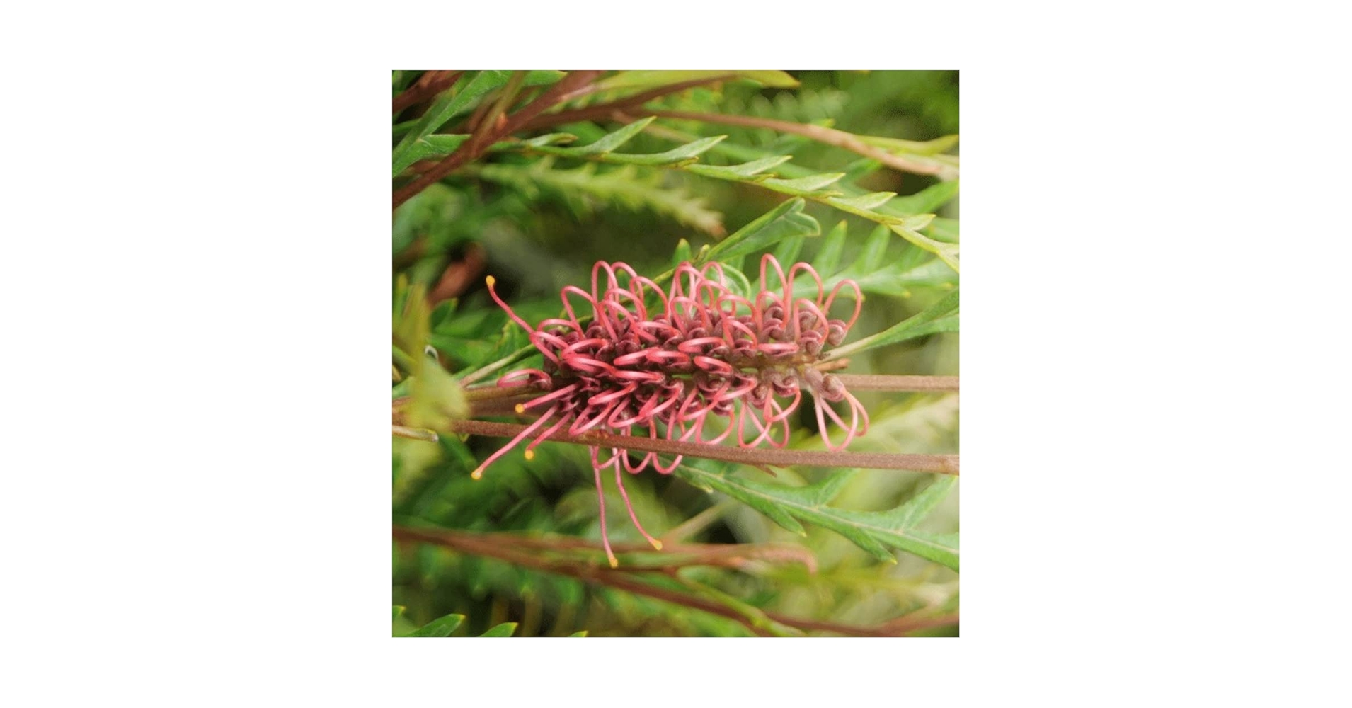 Amazon.co.jp: グレビレア・アイバンホー 5号スリット鉢【品種で